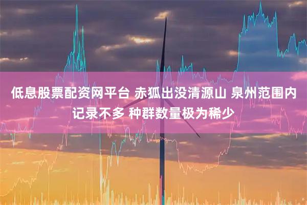 低息股票配资网平台 赤狐出没清源山 泉州范围内记录不多 种群数量极为稀少